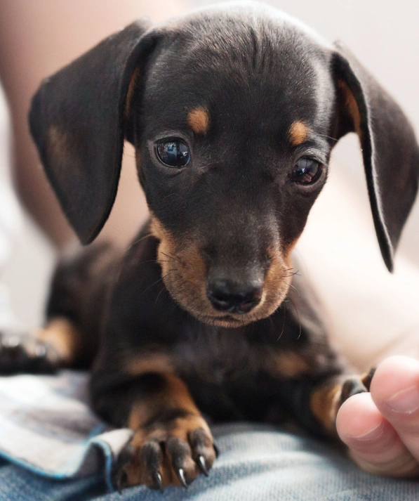 Urgent Care for Dogs and Cats in Charlotte, NC