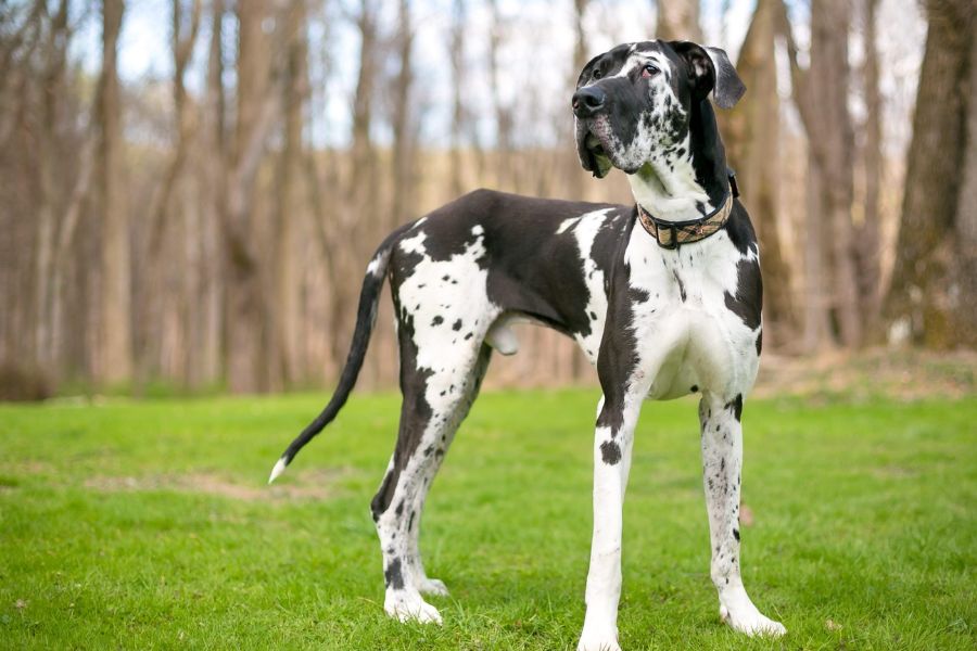 large breed dogs