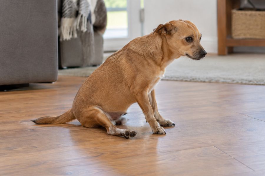 Dog Scooting
