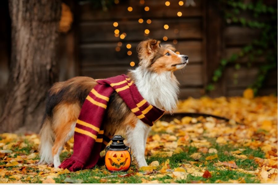 What to Do If Your Pet Chews a Glow Stick or Glow Jewelry 